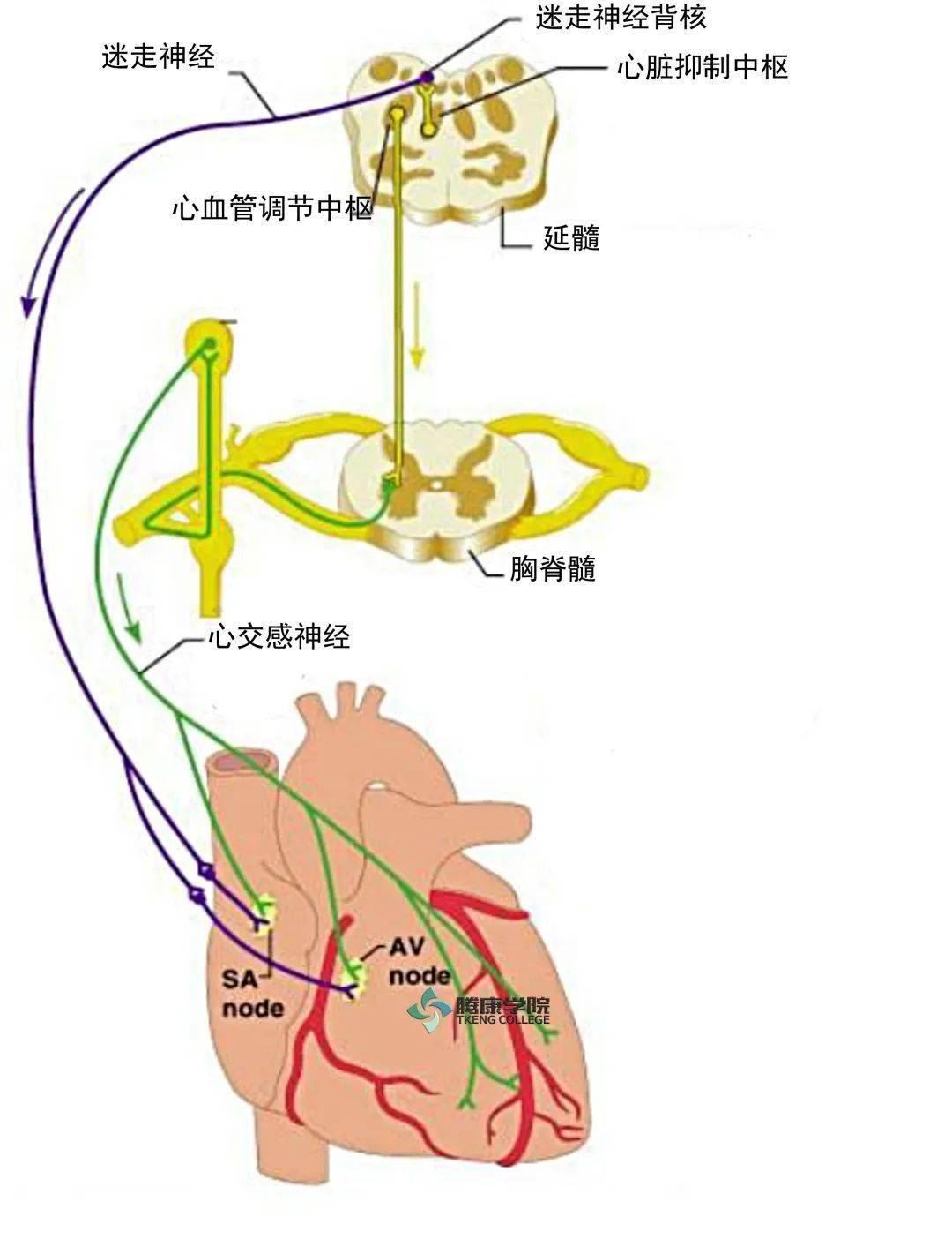 内脏神经的解剖Ⅰ