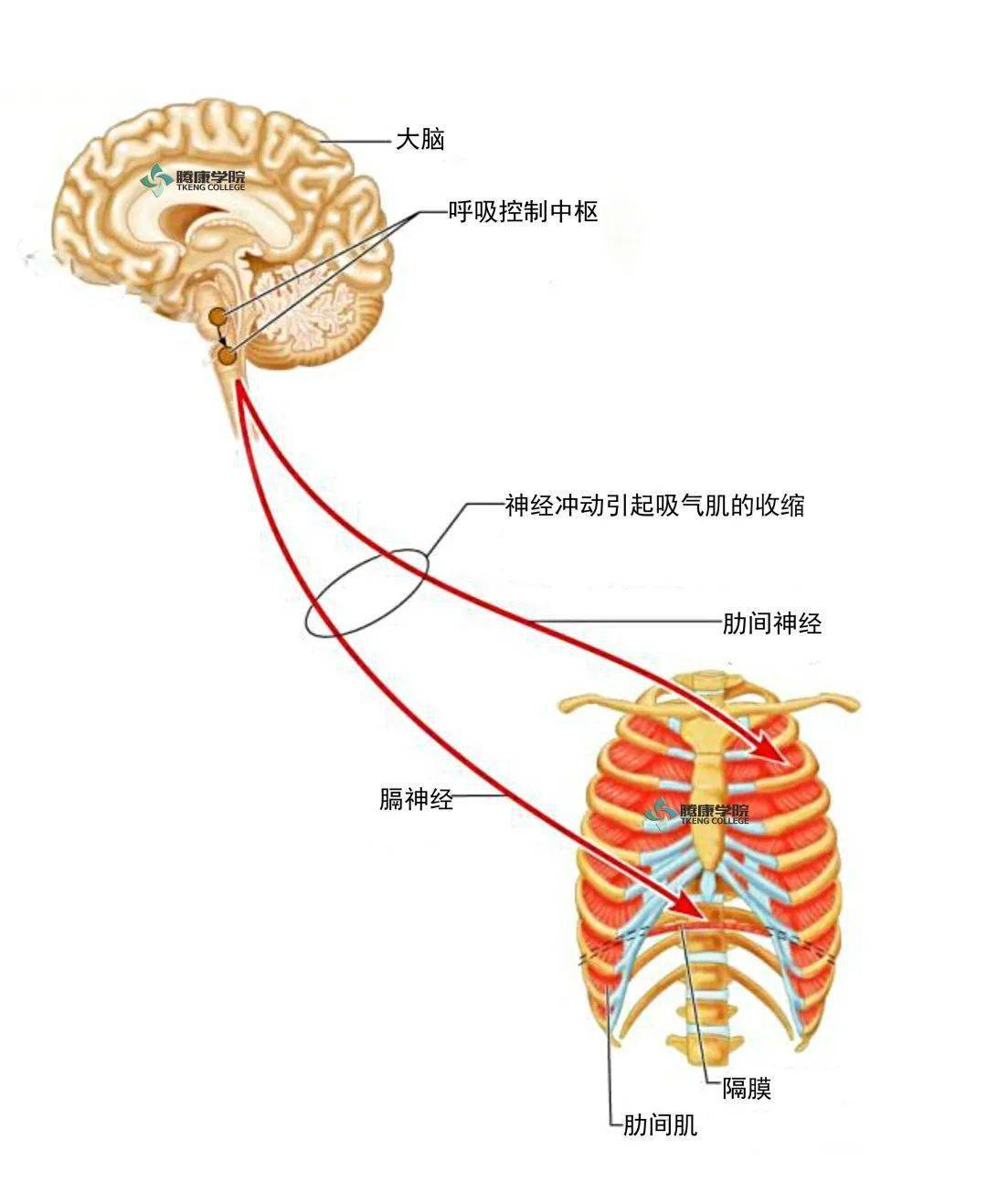 内脏神经的解剖Ⅰ_手机搜狐网