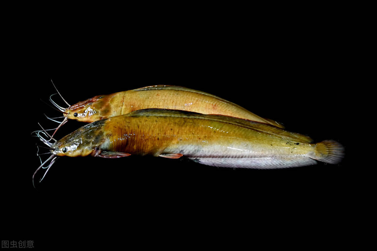 怎么养鱼没有土腥味 b7d35e9c325a4aa3a14665897b0b2e67.jpeg