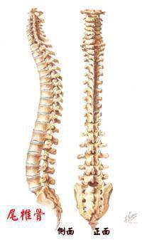尾闾就是解剖学上的尾椎骨,尾闾中正在医学上就整条脊椎骨的中心线要