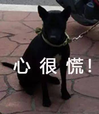 一大群狗砸的崩潰現場...笑噴了！ 萌趣萌寵 第7张