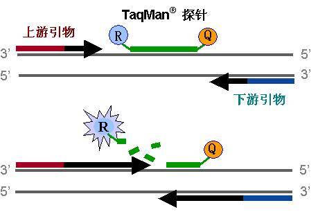 【收藏】一文读懂荧光定量pcr