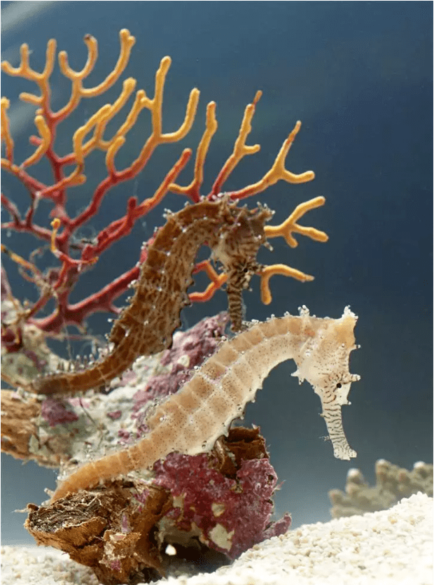 【浪涛碧海|海洋生物】超级奶爸——海马