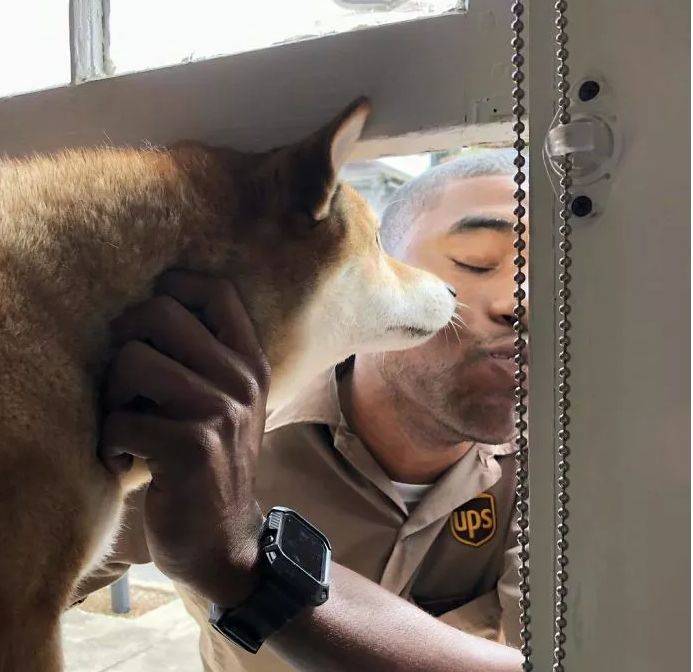 每天能擼不同的狗狗？這個快遞小哥究竟有什麼神仙操作！ 萌趣萌寵 第19张