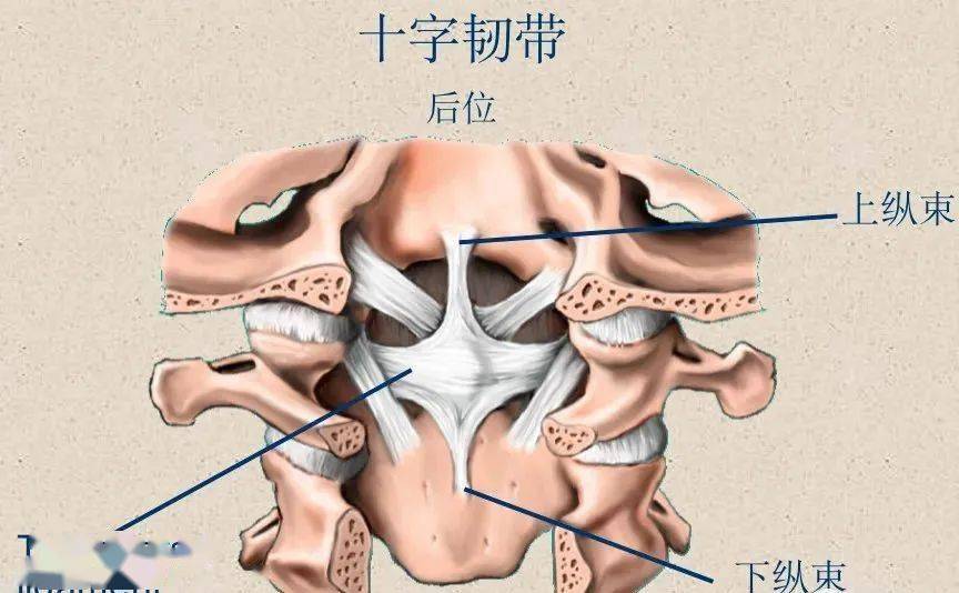 脊柱超详细解剖,高清图文版!_颈椎