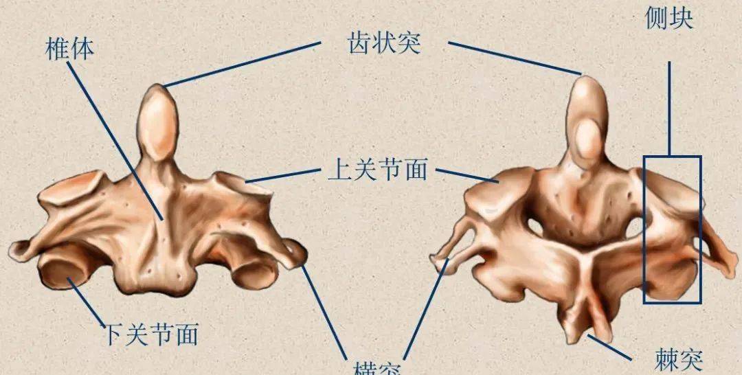 性的结构:关节囊,寰枢前膜,寰枢后膜,覆膜,寰椎十字韧带,齿突尖韧带