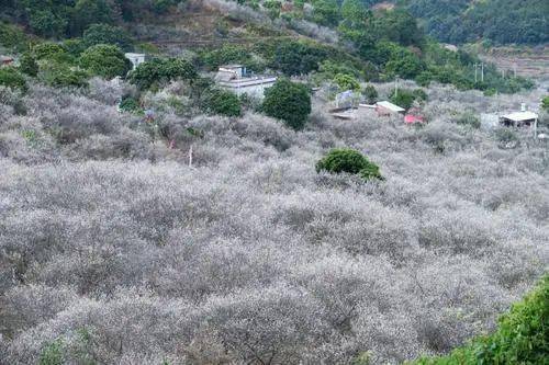 寻梅记——陆河第五届梅花节,竹林生态园超值一天游