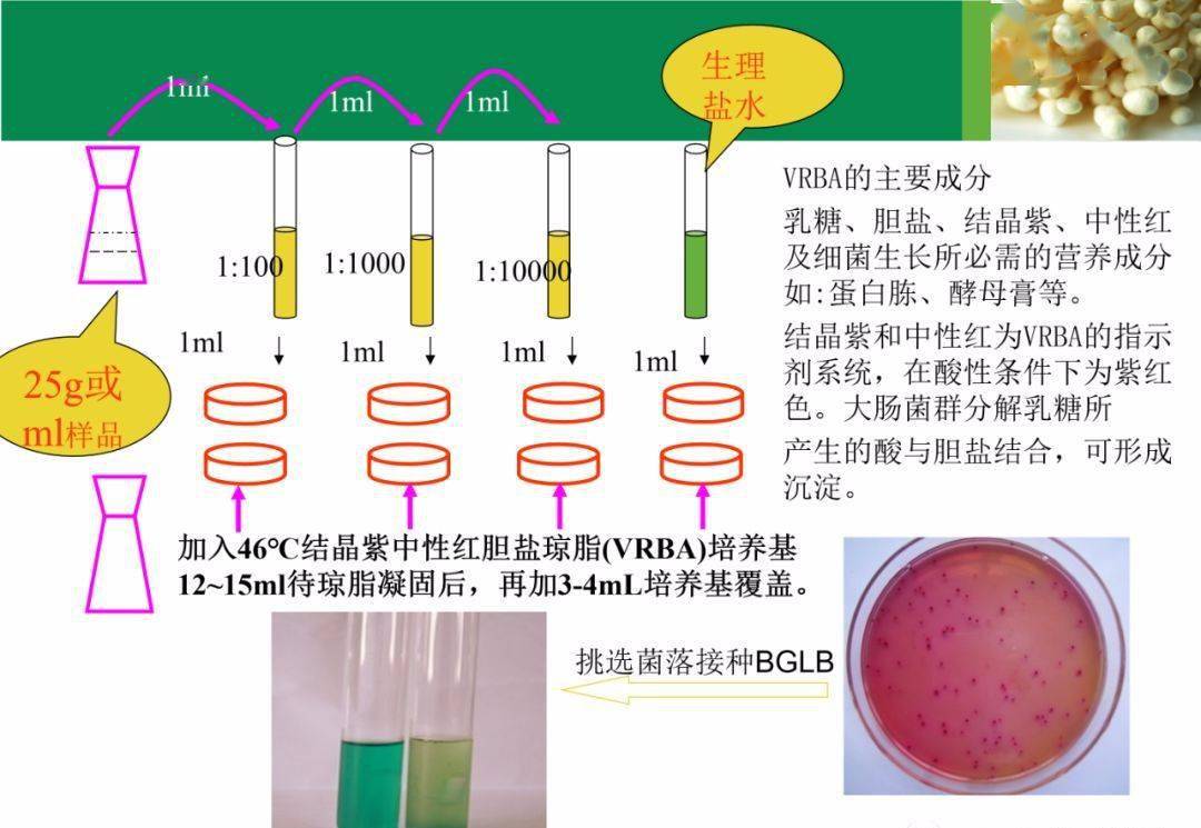 食品中大肠菌群,金黄色葡萄球菌的检验与分析