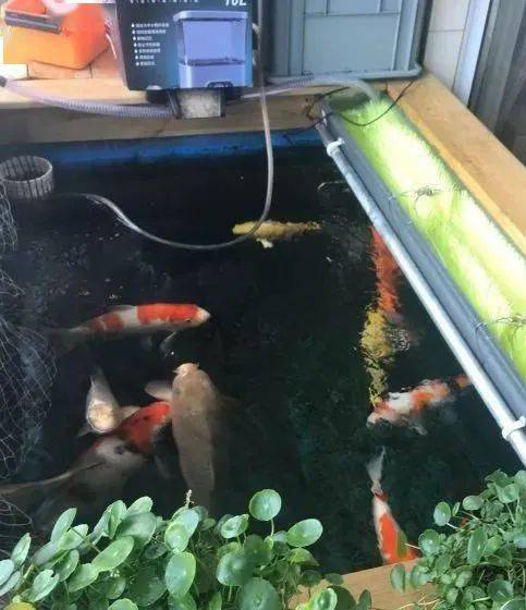 阳台自建帆布鱼池,沙缸过滤,植物水道种大蒜.不断尝试,乐在其中!