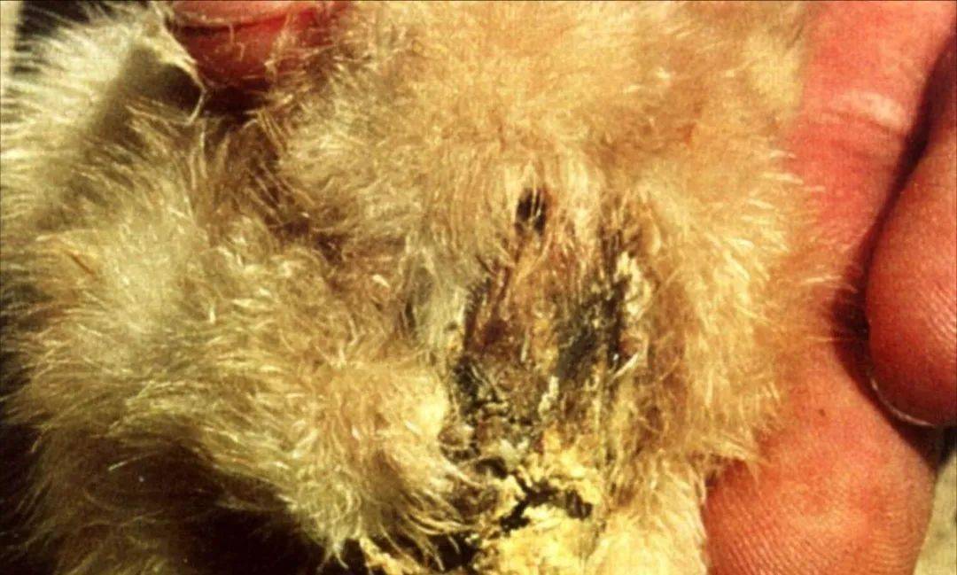 鸡病丨浅析鸡沙门氏菌病的症状