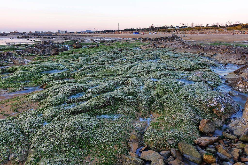 山东青岛：海藻结冰 景观独特