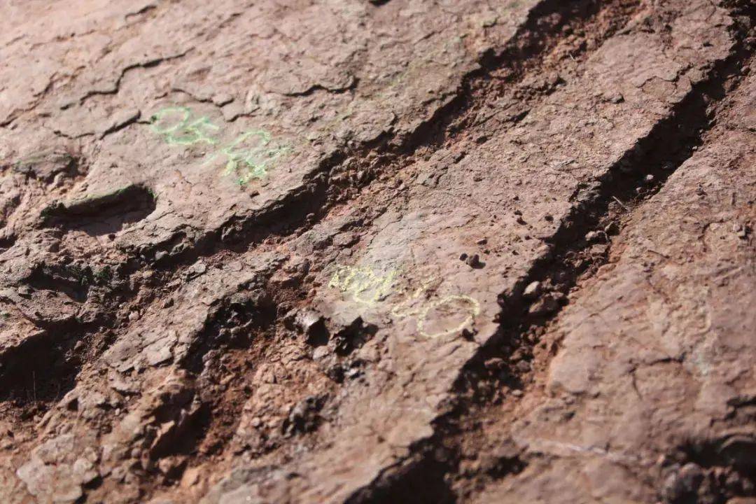 化石|真“龙岩”！福建发现恐龙足迹群，距今8000万年！