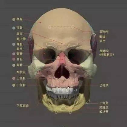 额骨,顶骨,颞骨 枕骨构成坚固的球 形脑颅骨;鼻