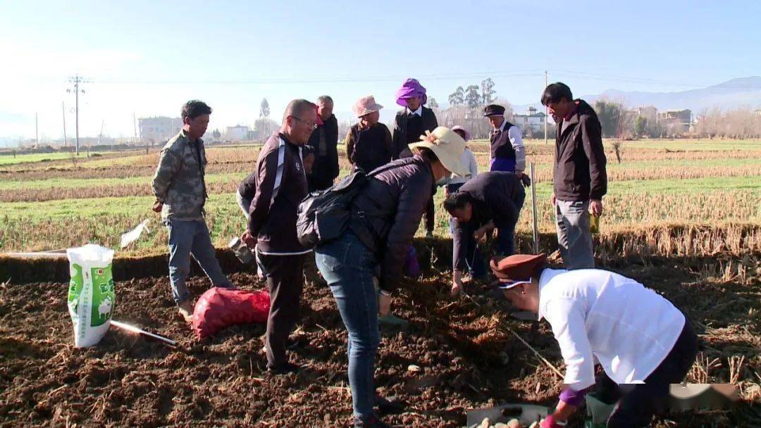 鹤庆县辛屯镇妙登村利用撂荒地示范种植小春土豆