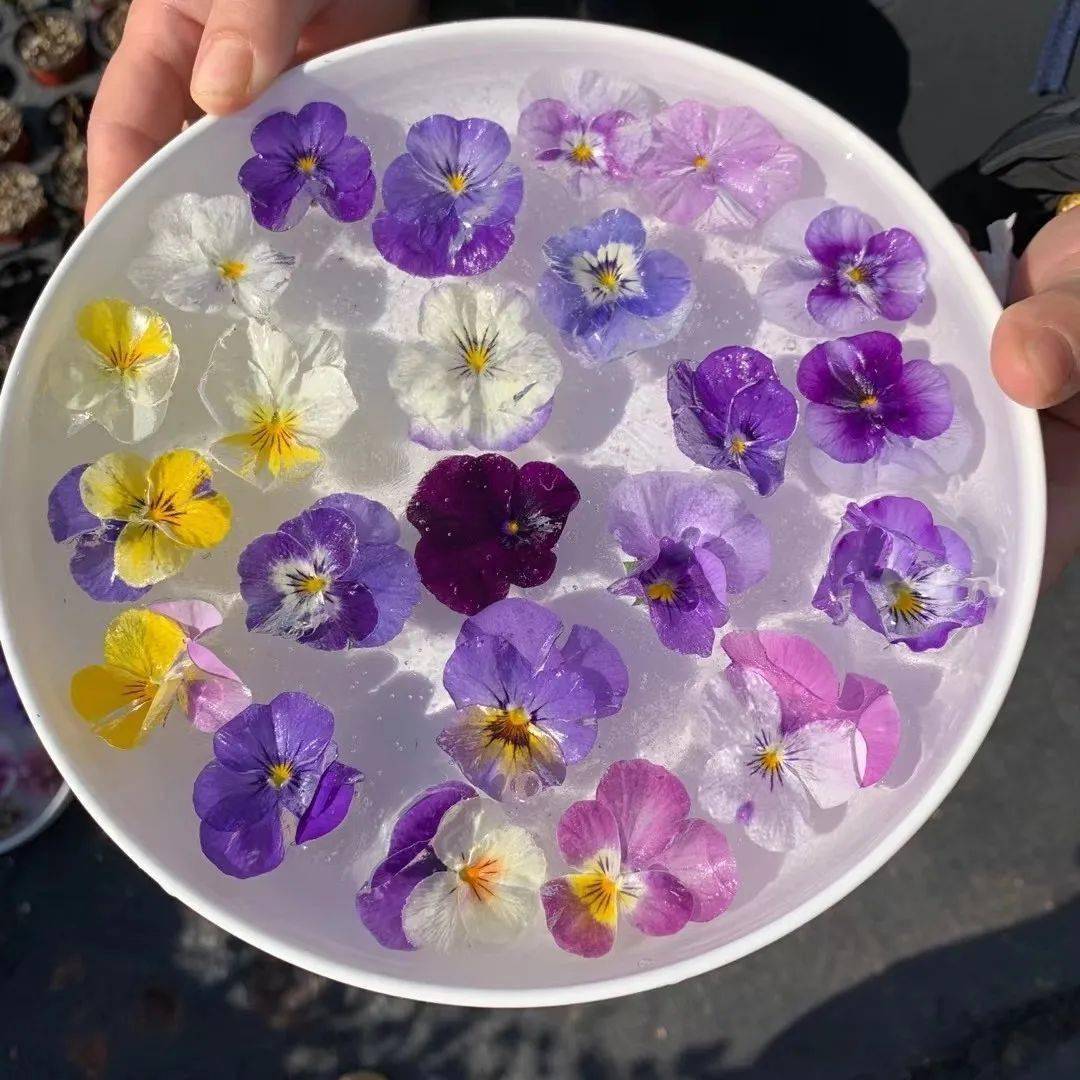 寒潮来袭,你的阳台也能开出这样的"水晶花"