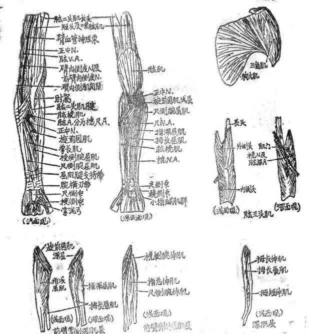 《连续层次解剖法解剖图谱(南京医学院编印》插图致可贵的生命今天