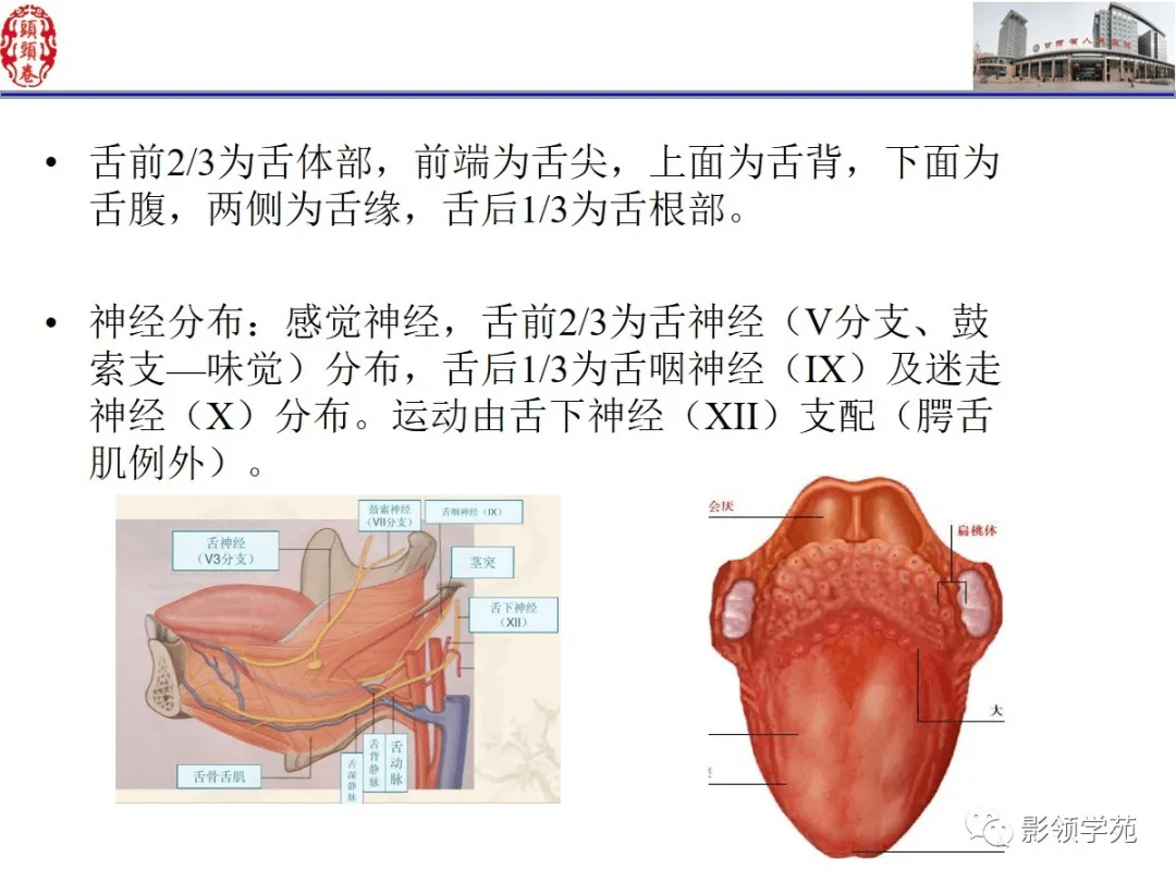 舌,口底影像解剖及常见疾病诊断