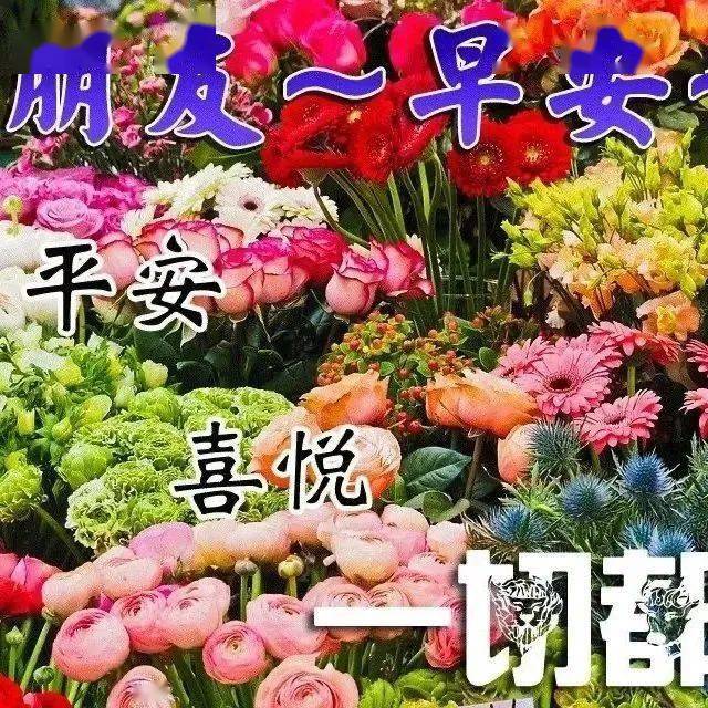 中年老人表情包:身安,心安,早安,晚安,一生平安.