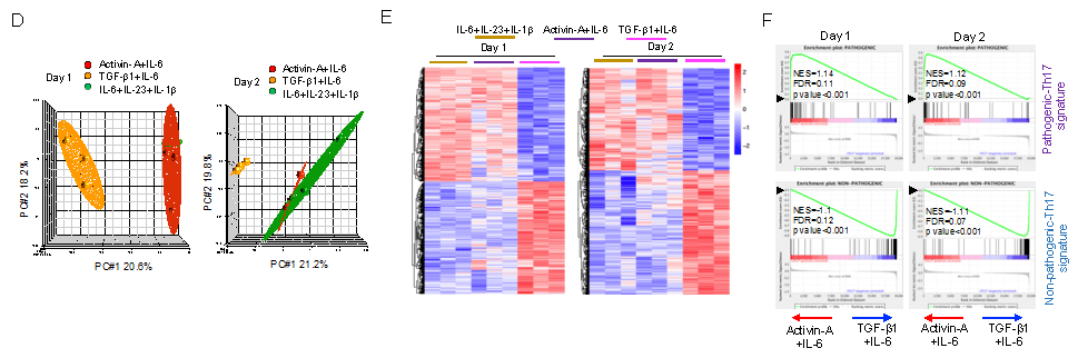 万谊松组揭示th17细胞两面性分化新机制