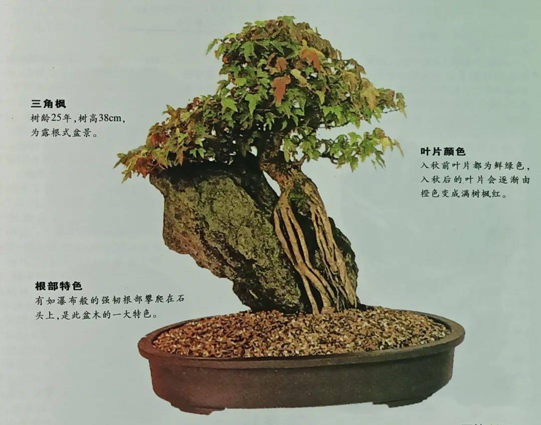 盆景树种介绍