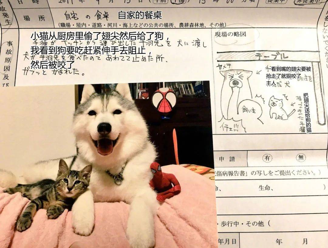 松獅撞傷主人的眼睛後，自責躲在床底偷哭，好在結局超暖！ 萌趣萌寵 第9张