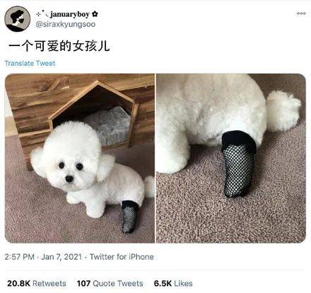 主人拿了個黑絲襪給狗子穿上，結果這一露腳，笑噴了！網友：飯都笑噴出來了！ 萌趣萌寵 第1张