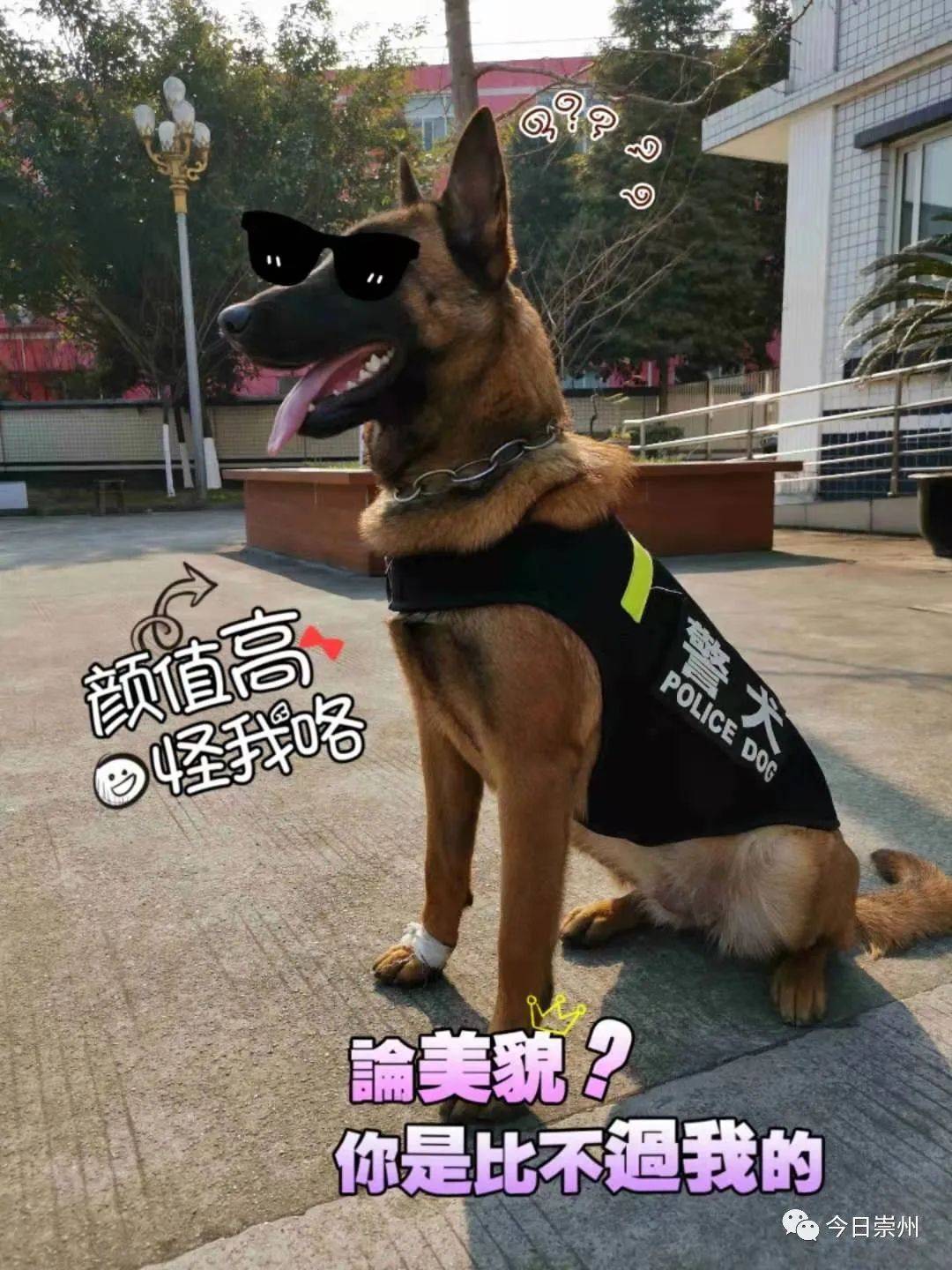 "汪"族荣耀 警犬"刀锋"和她的同事们