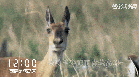 掀起的尘土在阐释着自由的味道.