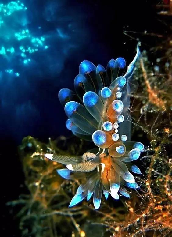 梦之翼，解析梦中黑色彩花蛇的飞天奇景