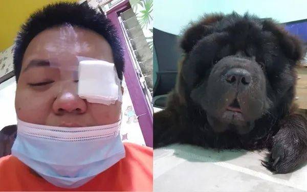 松獅撞傷主人的眼睛後，自責躲在床底偷哭，好在結局超暖！ 萌趣萌寵 第1张