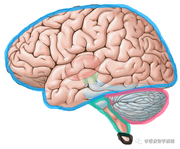 中枢神经系统一般指  大脑( 蓝色) ,  小脑(红色),  脑干( 绿色) 和