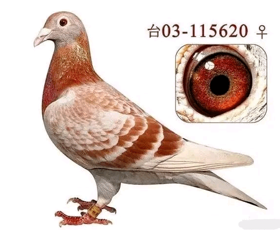 f2780d8848d143b8a21c7e52fdac29ff.png