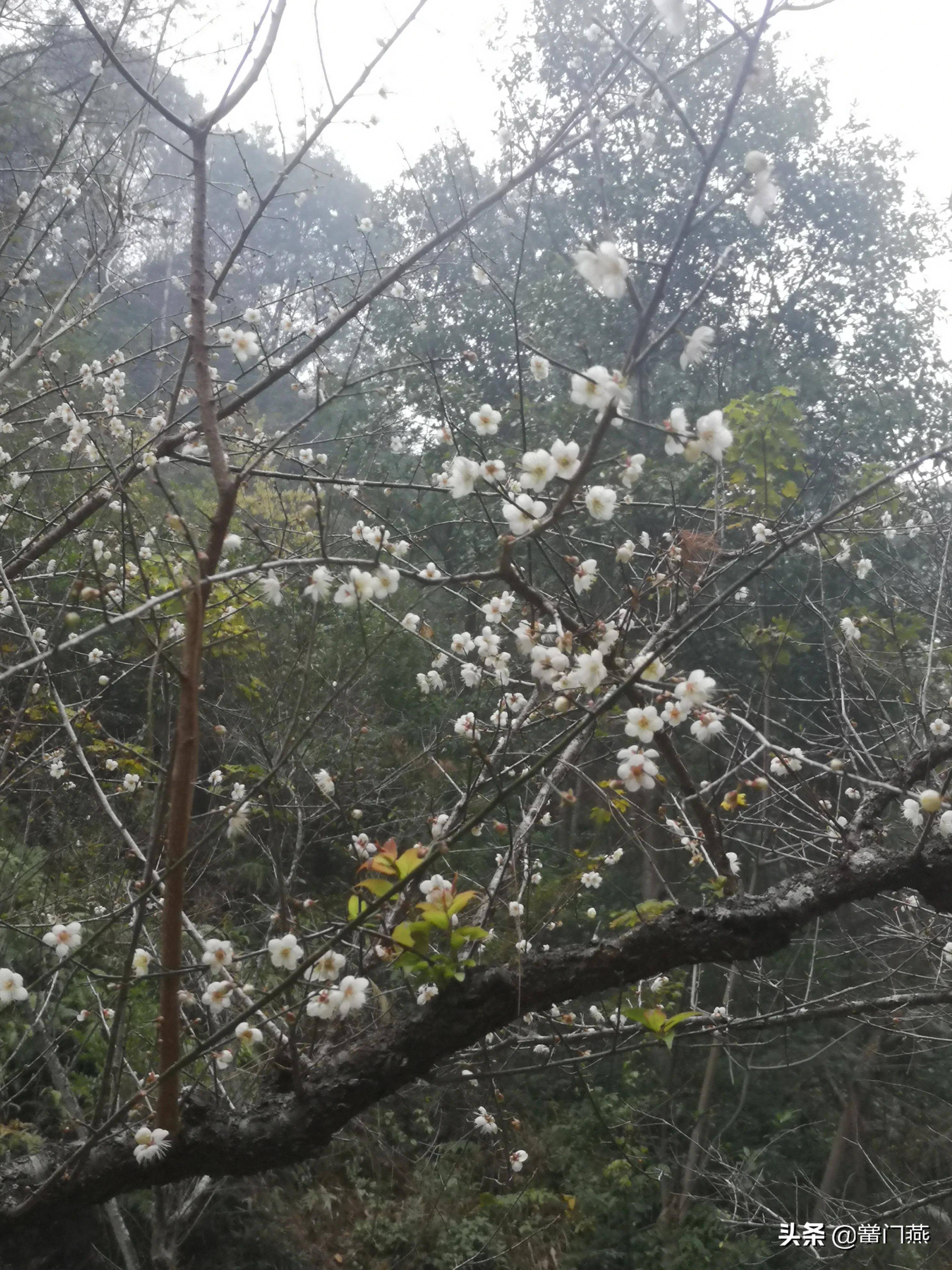 七绝马峦山梅花开