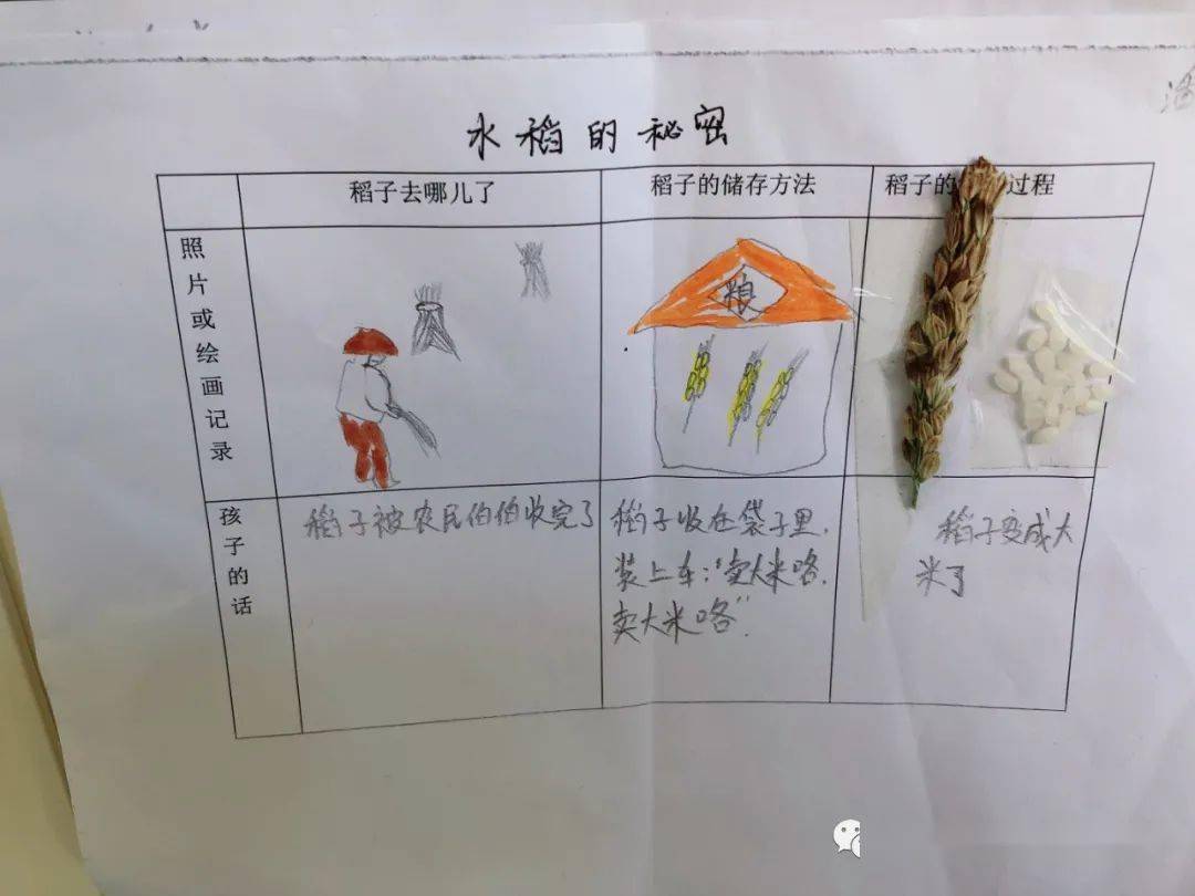 带领孩子实地参观田里的稻穗,以调查表的形式与孩子记录"水稻的秘密"