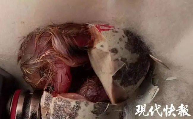cpu孵蛋的照蛋图 当时正值疫情期间,在家中闲来无事的谢涛利用cpu