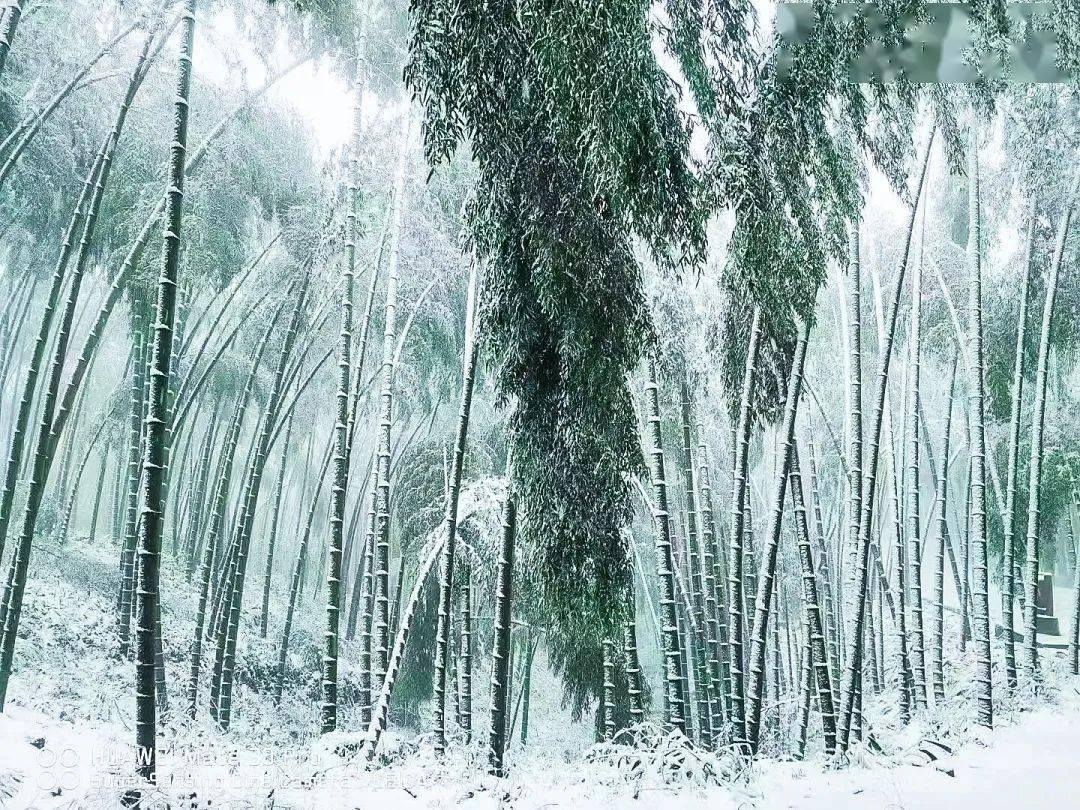 竹海第三场雪|美翻了的"绿野仙踪",绝美大片上线,美如仙境!