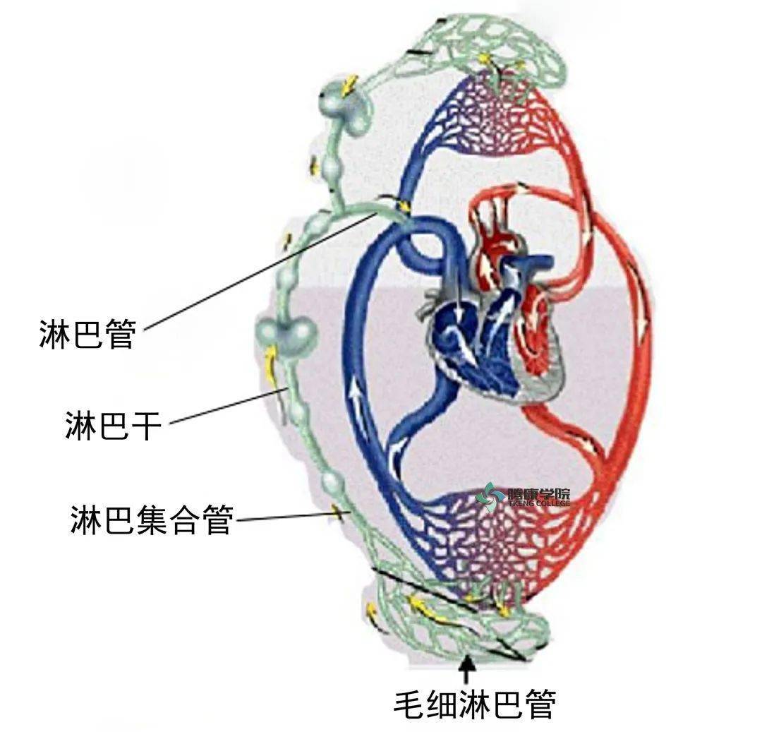 淋巴系统解剖Ⅰ