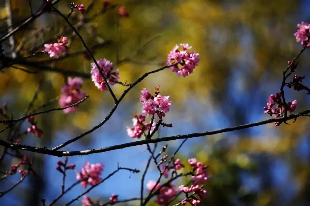 粉色浪漫席卷昆明 樱花海赏花攻略来了_彩云路