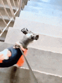 每日一笑,这就是舔猫的下场吗