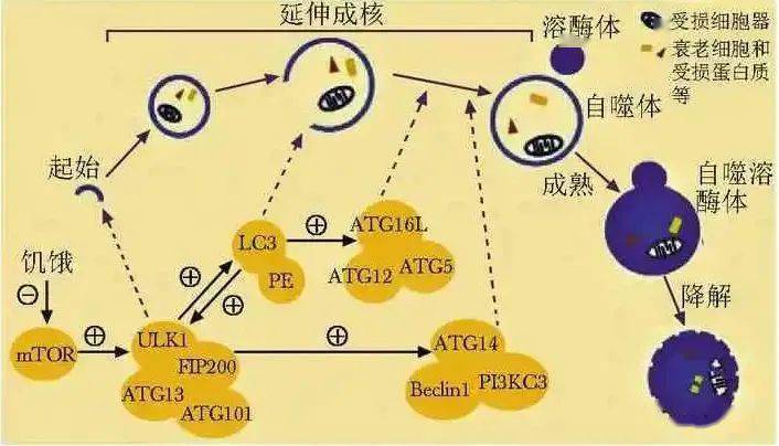 强直性脊柱炎发病机制中的细胞自噬