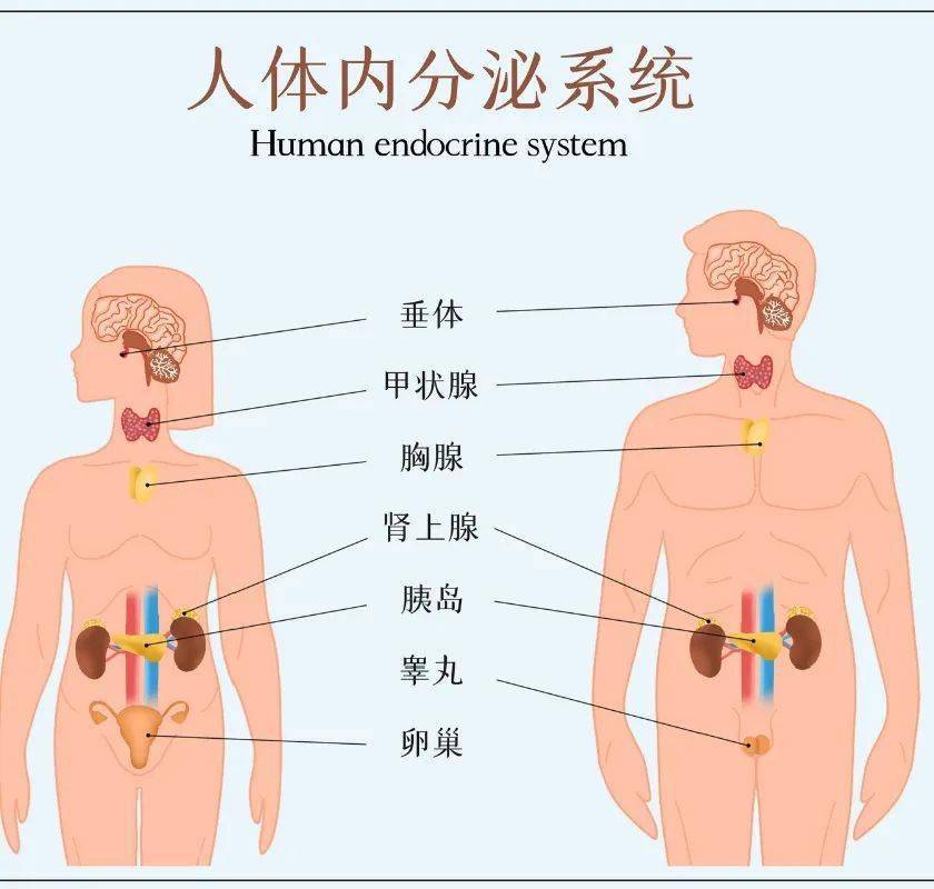 三焦经,人体的出气筒,解决气郁最重要的一条经络