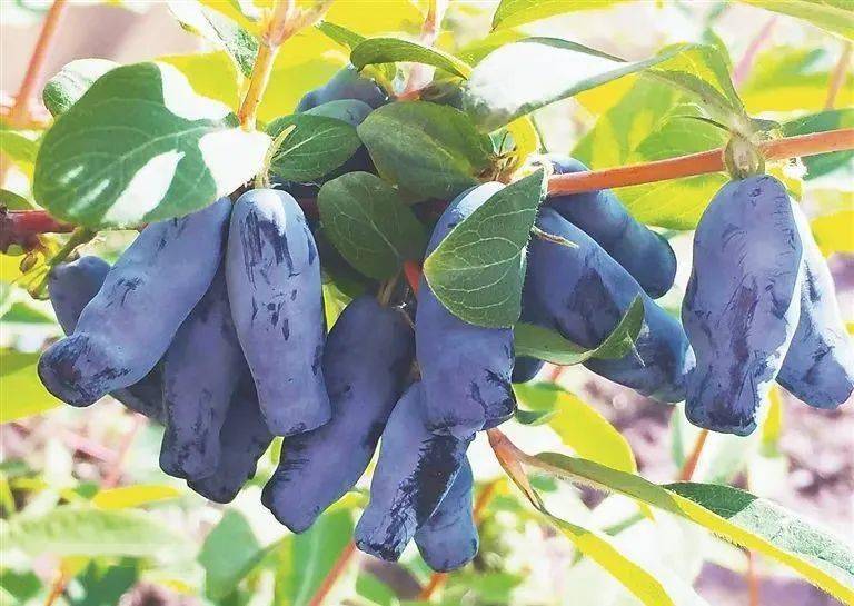 东北农业大学选育的拥有新品种保护权蓝靛果鲜食品种——蓝精灵.