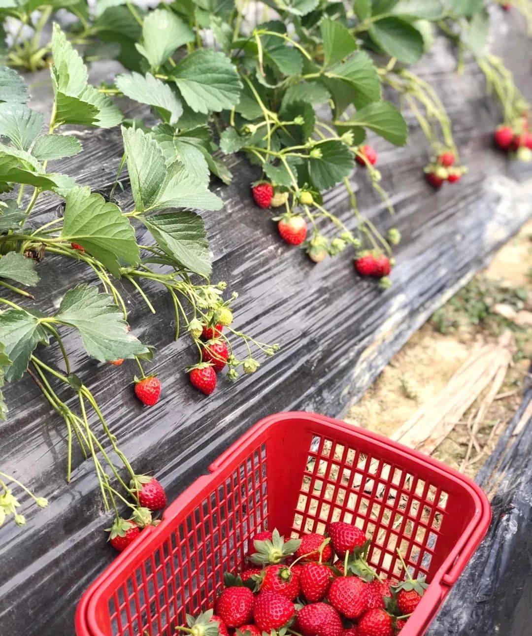 深圳各区不完全摘草莓指南,最低30元一斤!