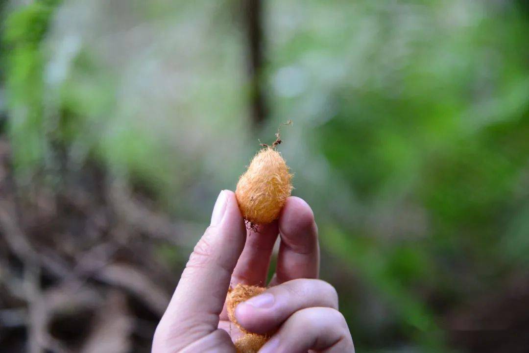 能生蛋的植物凤凰山