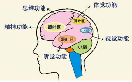 它们的功能如下(很简略的说,难免不全面和不精确): 枕叶