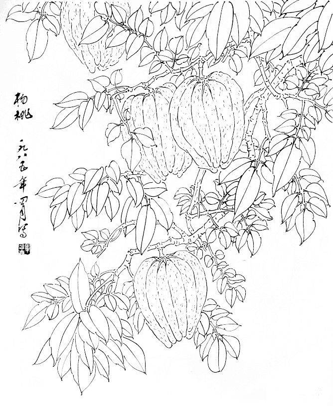 值得好好观摩的30幅蔬菜水果白描稿