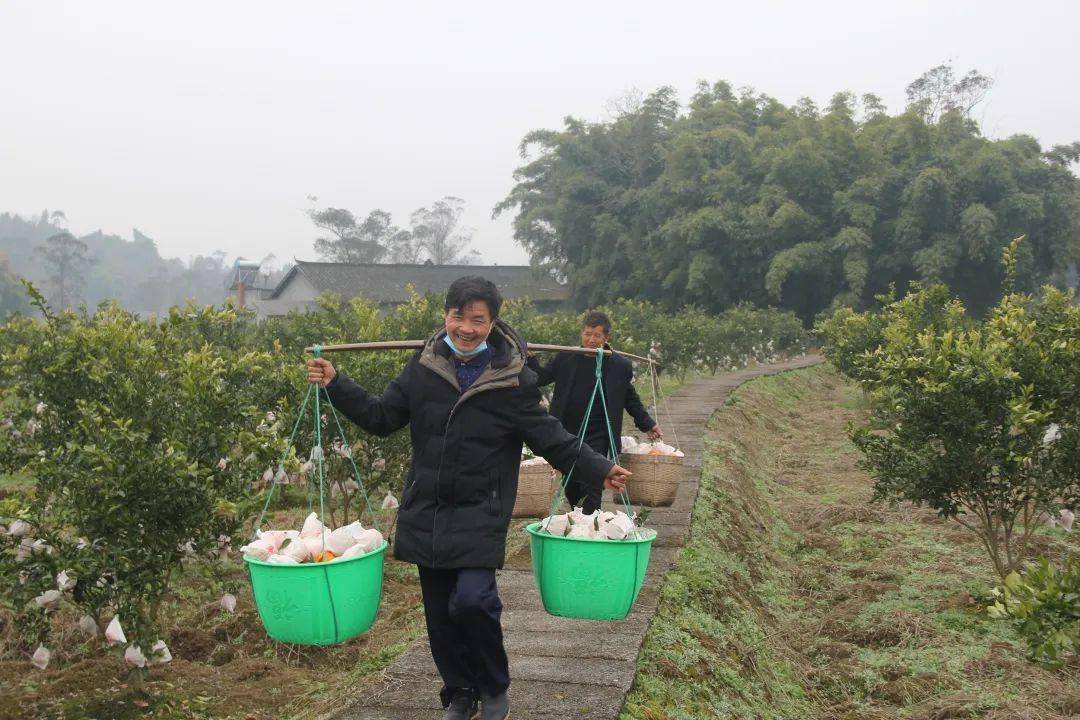 龙石镇白土村富硒柑橘上市