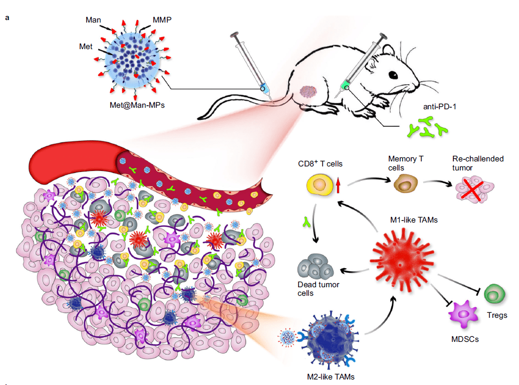 nature子刊让巨噬细胞携带二甲双胍增强pd1抗肿瘤效果