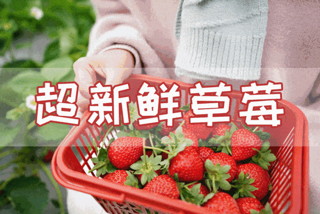 【李斌奶油草莓采摘园】19.