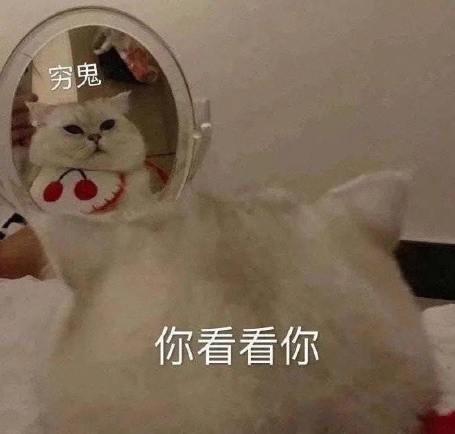 第67期喵表情 | 此猫拉屎中,勿看!勿进!